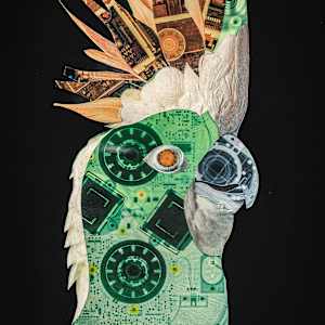 Cockatiel by Emily Morgan