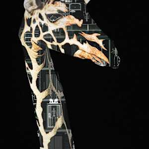 Going Up by Emily Morgan