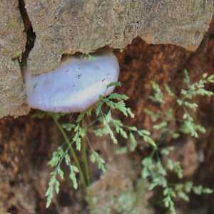 Okehocking Preserve by Cameryn Popiel