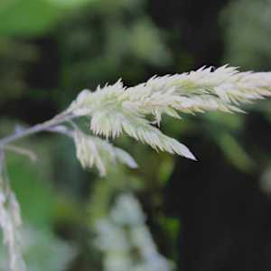 Okehocking Preserve by Cameryn Popiel