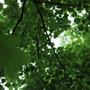 Okehocking Preserve by Cameryn Popiel