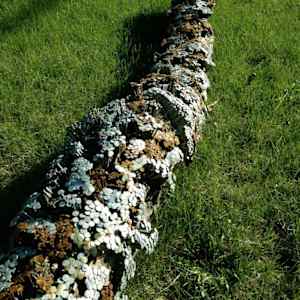 prayer tree 6 by Dougie Padilla 