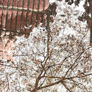 Reflections by Fazeela Morshed, Image 2.