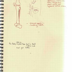 Anatomical notebook by KerenOr, Image 8.