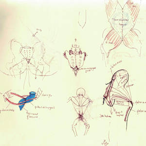 Anatomical notebook by KerenOr, Image 12.