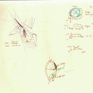 Anatomical notebook by KerenOr, Image 16.