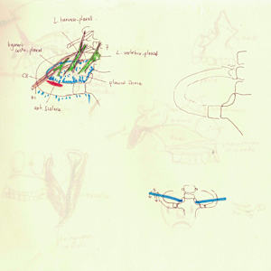 Anatomical notebook by KerenOr, Image 14.