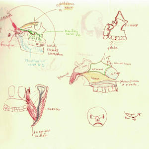 Anatomical notebook by KerenOr, Image 15.