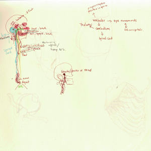 Anatomical notebook by KerenOr, Image 19.