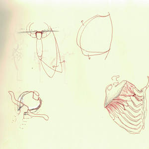 Anatomical notebook by KerenOr, Image 17.