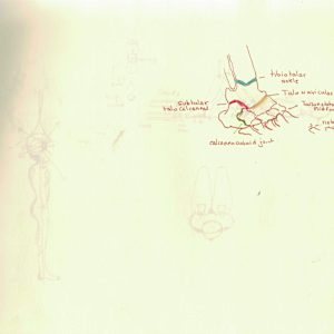 Anatomical notebook by KerenOr, Image 21.