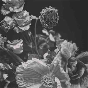 Équilibre floral I. (Composition chorégraphique) by KerenOr, Image 5.