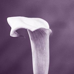 Equilibre Floral (composition chorégraphique) by kerenor, Image 3.