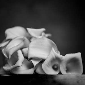 équilibre floral, composition chorégraphique by kerenor, Image 1.