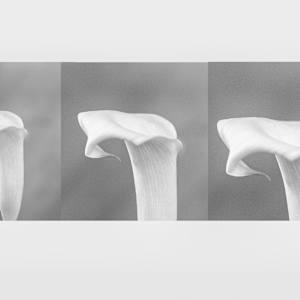 Equilibre Floral (composition chorégraphique) by kerenor, Image 2.