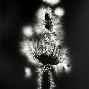 Squash Blossom, Metaflora 9 by Walter Chappell
