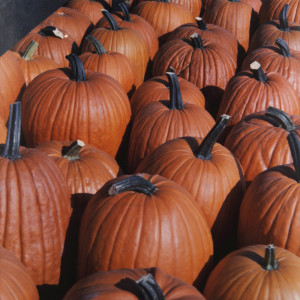 Halloween Harvest by Col. Robert R. Gideon