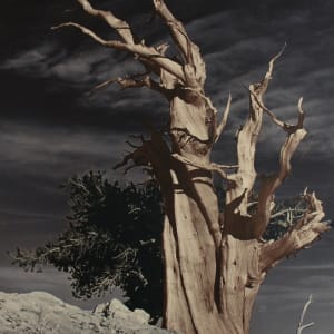 Treetrunk by John Arden