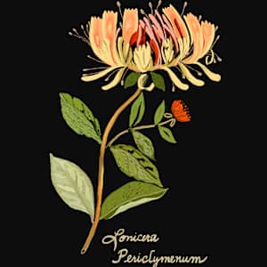 Honeysuckle on Black by Debbie Warnock