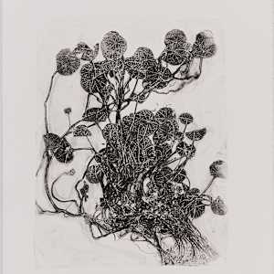 Soldiers (Nasturtium) by Jamie Lee Ohland