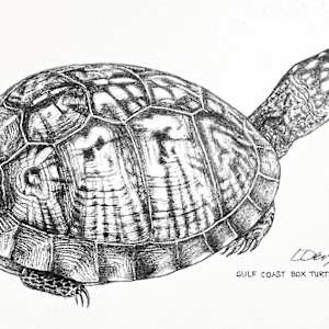 Gulf Coast Box Turtle by Lorraine  Dey