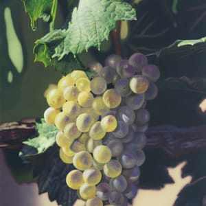 Heard it Through the Grape Vine by Scott Jacobs