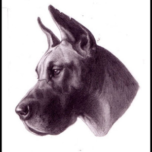 Great Dane Study by Layil Umbralux