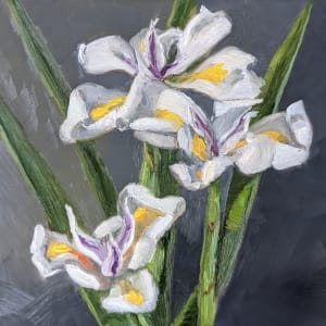 Iris Blooms