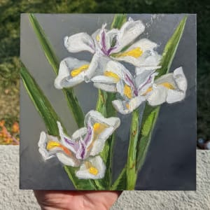 Iris Blooms  Image: Iris Blooms