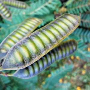 PeaPod by GERRY FELDMAN, Image 1.