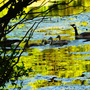 Duck Pond by GERRY FELDMAN, Image 1.