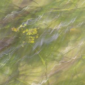 Wade in the Water by Neil Berkowitz, Image 1.