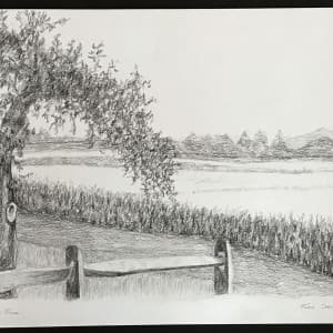 Apple Tree by Todd Stone 