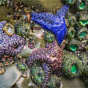 Tidepools at Ruby Beach by Fred Gaston, Image 1.