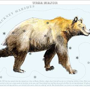 Ursa Major (The Great Bear) by Anna Walsh, Image 14.