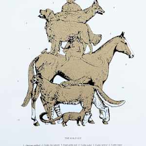 The Gold Set by Anna Walsh, Image 3.