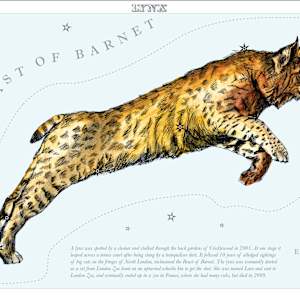 Lynx by Anna Walsh, Image 9.