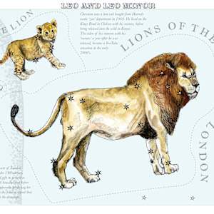 Leo and Leo Minor (Lion and Little Lion) by Anna Walsh, Image 12.