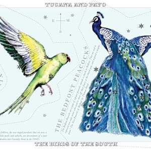 Tucana and Pavo (Toucan and Peacock) by Anna Walsh, Image 6.