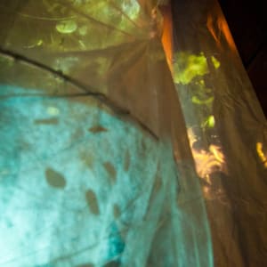 In The Forest, Image 1.