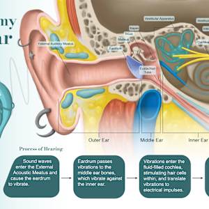 Anatomy of the Ear by Adyson McCullough
