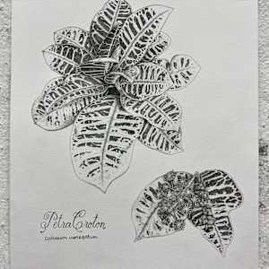 Petra Croton Botanical Plate by Adyson McCullough