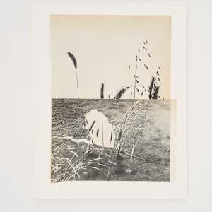 Wheat from Chaff by Amy Berlin, Image 2.