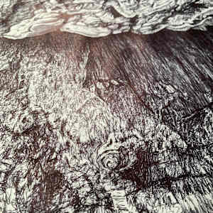Bracket Fungus Suspended in Epping by Gail Hoban, Image 4.