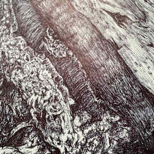 Bracket Fungus Suspended in Epping by Gail Hoban, Image 2.