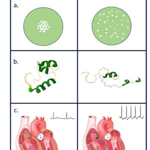 Entropy: molecules to organs by Shana Katzman, Image 1.