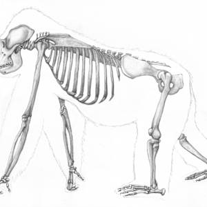 Anatomy of a gorilla by Shana Katzman, Image 3.