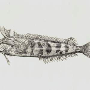 Striped kelpfish by Shana Katzman, Image 1.