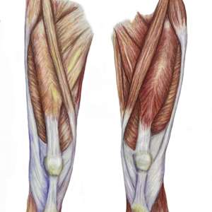 Vastus lateralis sedentary versus active by Shana Katzman, Image 1.