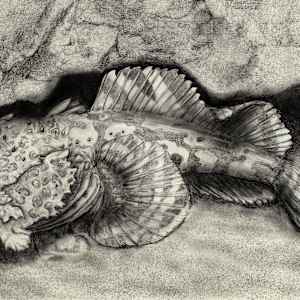 Toadfish in a cave by Shana Katzman, Image 1.
